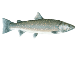 Bull Trout